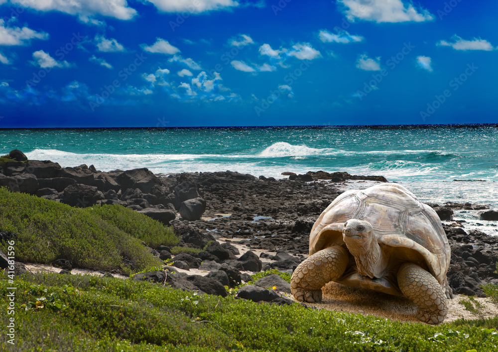 Naklejka premium Duży żółw na brzegu morza na tle tropikalnego krajobrazu
