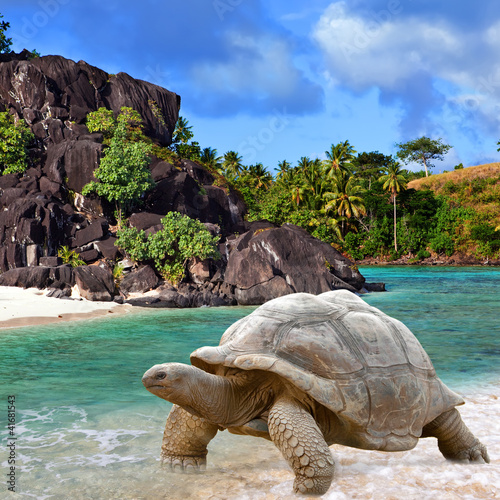 Large turtle (Megalochelys gigantea) at the sea edge photo