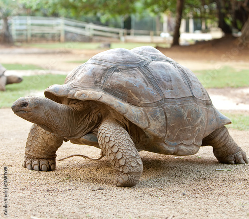 Large turtle