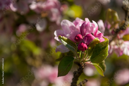 Blooming and budding of an apple tree