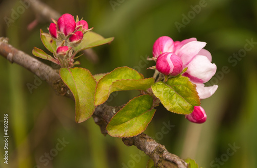 Closeup budding and flowering apple tree