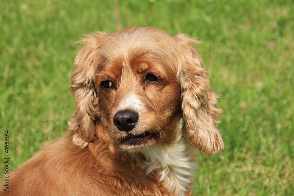 Cocker anglais, américain pose dehors