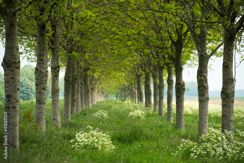 Two rows of trees in spring
