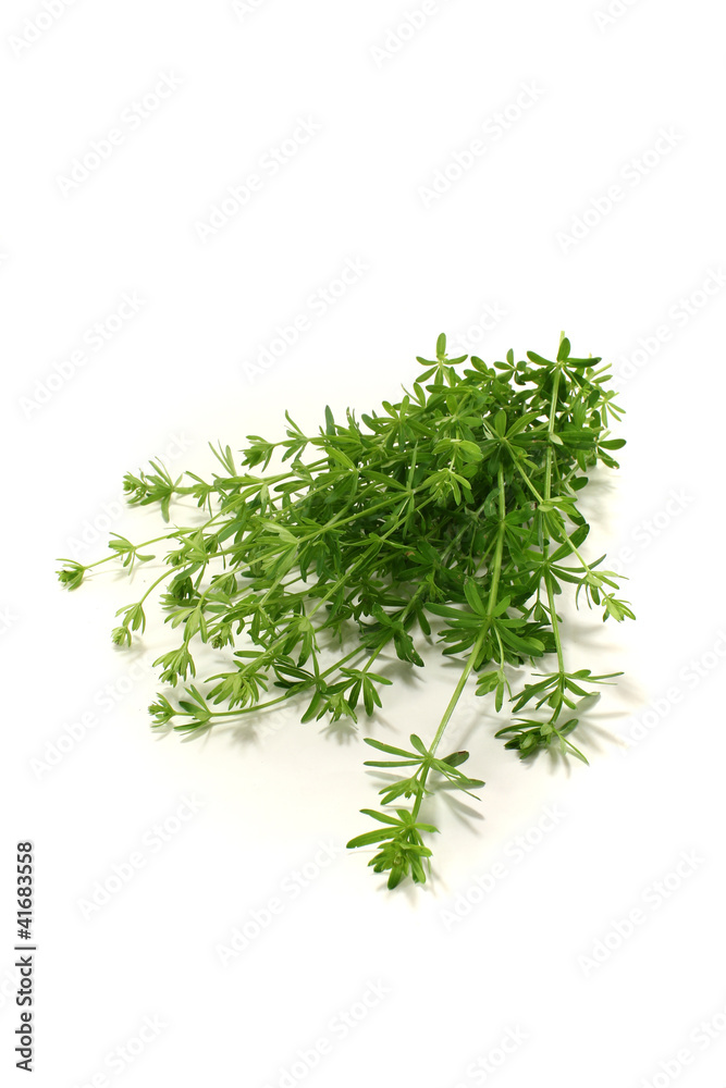 frisches Labkraut frisches Labkraut