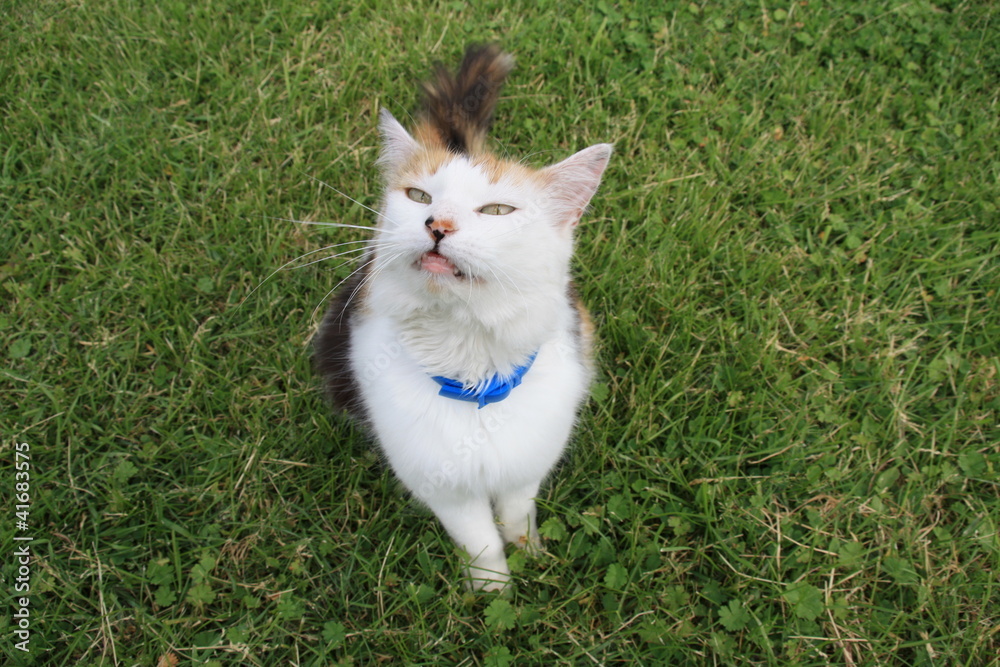 Chat, félin, portrait, le plus beau pose dans l'herbe Chat, félin, portrait, le plus beau pose dans l'herbe