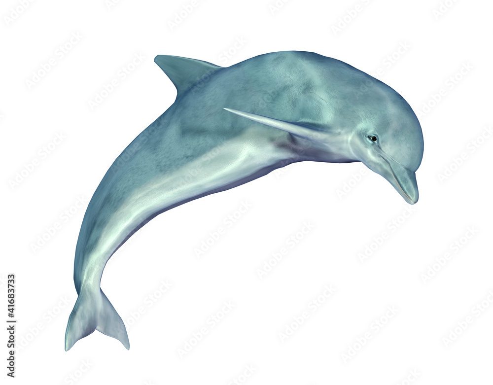Jumping Dolphin Jumping Dolphin