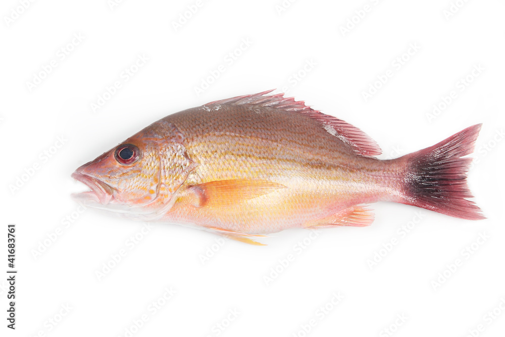 Red Snapper Red Snapper