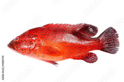 Red grouper fish photo