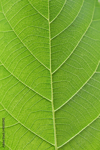 Green leaf vein for background