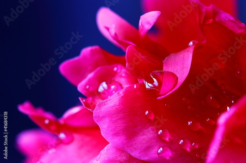 Peony petals with water drops. Macro