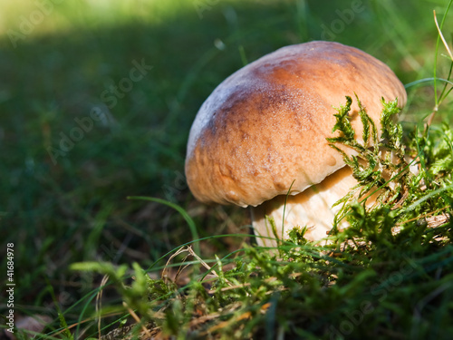 Penny bun (Boletus) mushroom