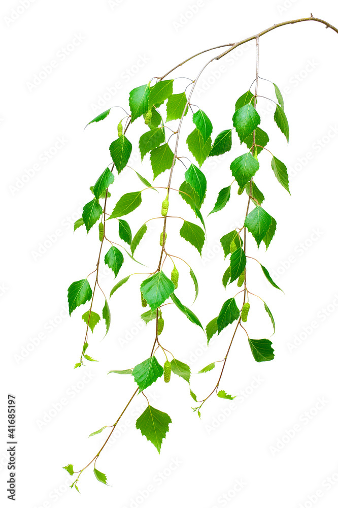 Obraz premium birch branch on a white background