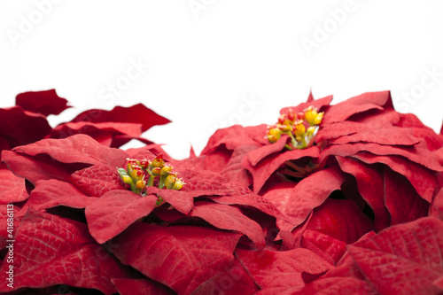 close up of red poinsettia flowers on white