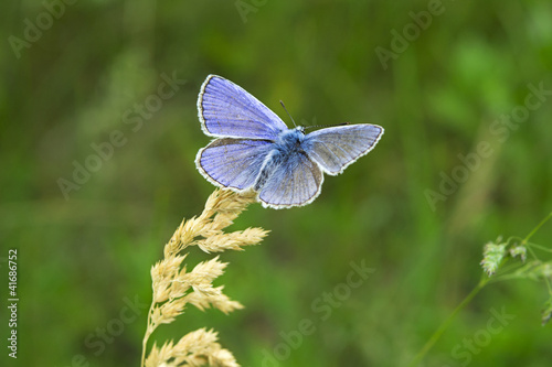 farfalla licenide blu su filo d'erba (macro)