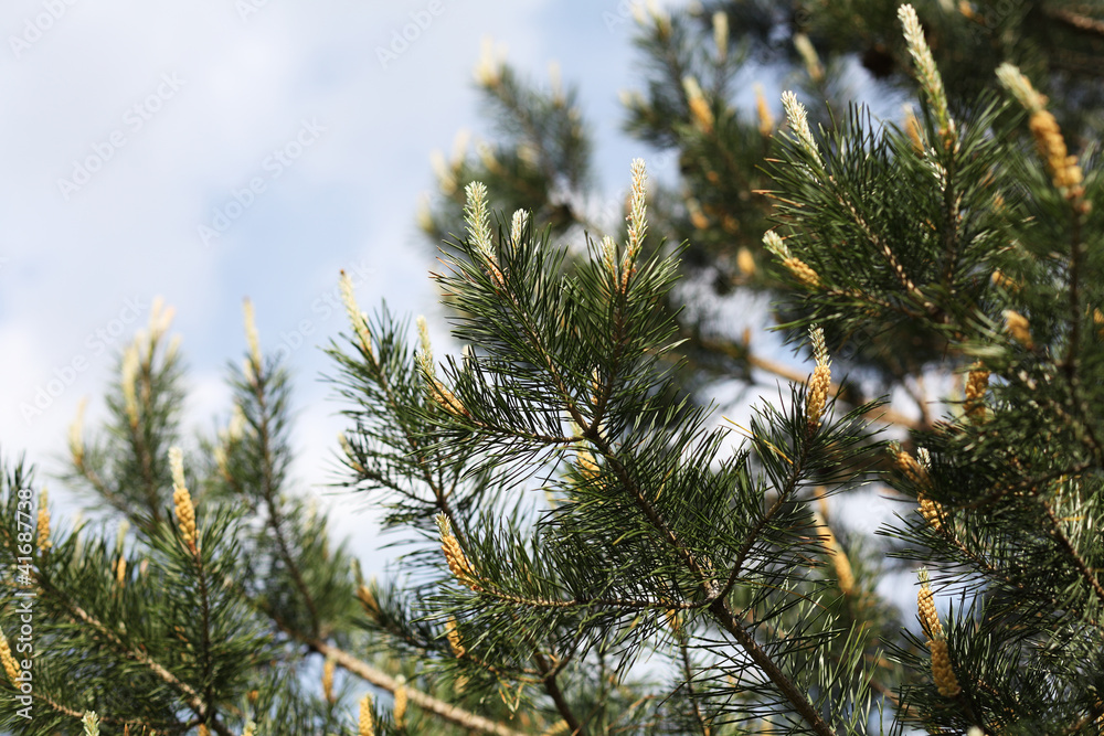 spruce branches spruce branches
