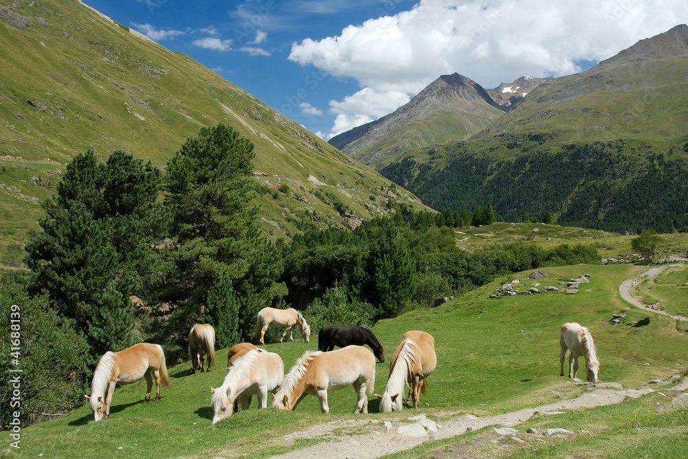 Naklejka premium Horses