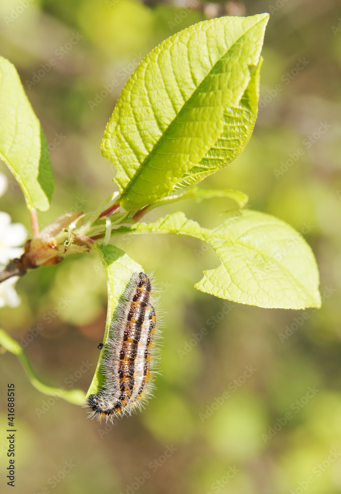 Worms on green leaves in the garden Worms on green leaves in the garden