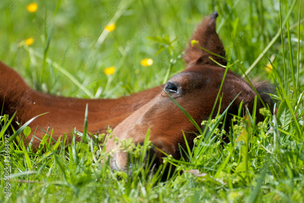 Fototapeta premium Fohlen auf der Koppel - Wiese beim schlafen