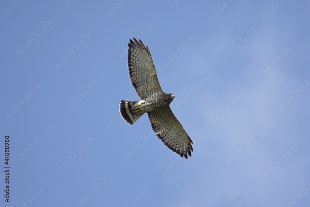 Fototapeta premium Broad-winged Hawk In Flight