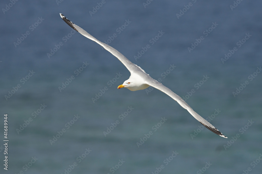 European Herring Gull (Larus argentatus) European Herring Gull (Larus argentatus)