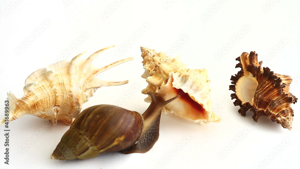 Giant snail choosing a shell on white background Giant snail choosing a shell on white background