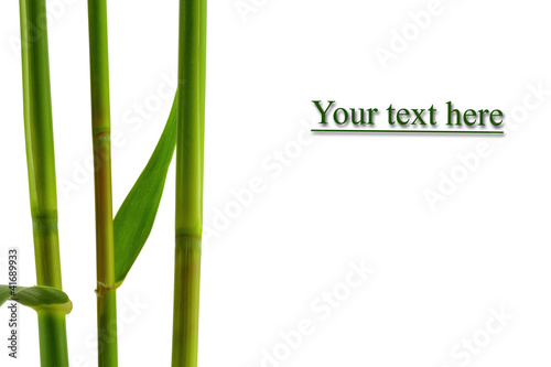 bamboo banner