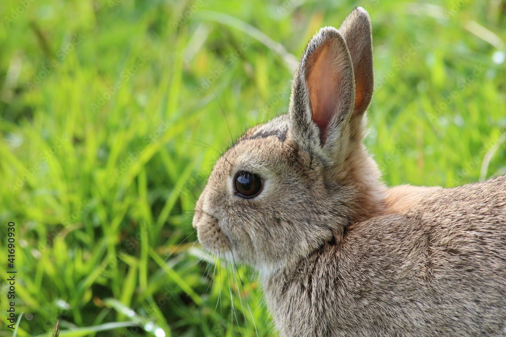 Fototapeta premium Wild rabbit
