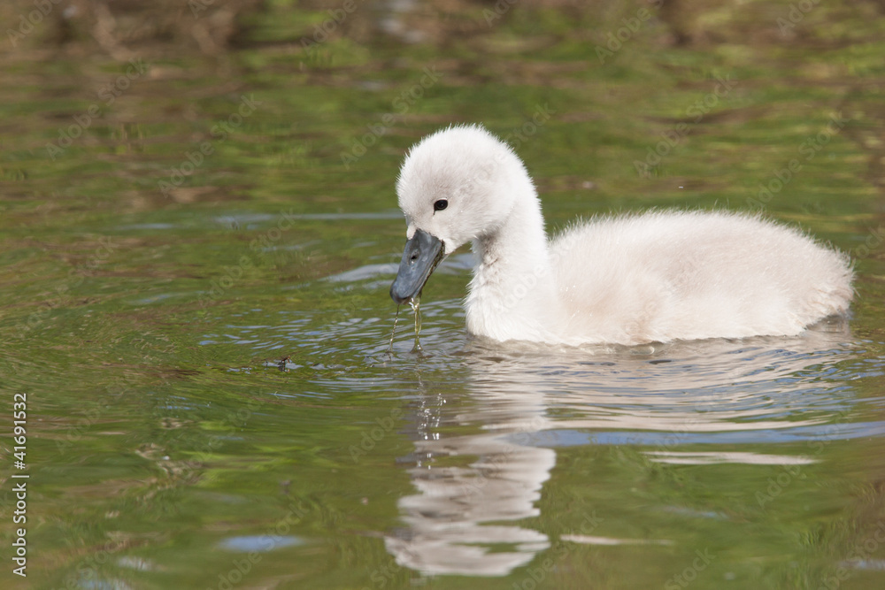 A cygnet is swimming in the water A cygnet is swimming in the water