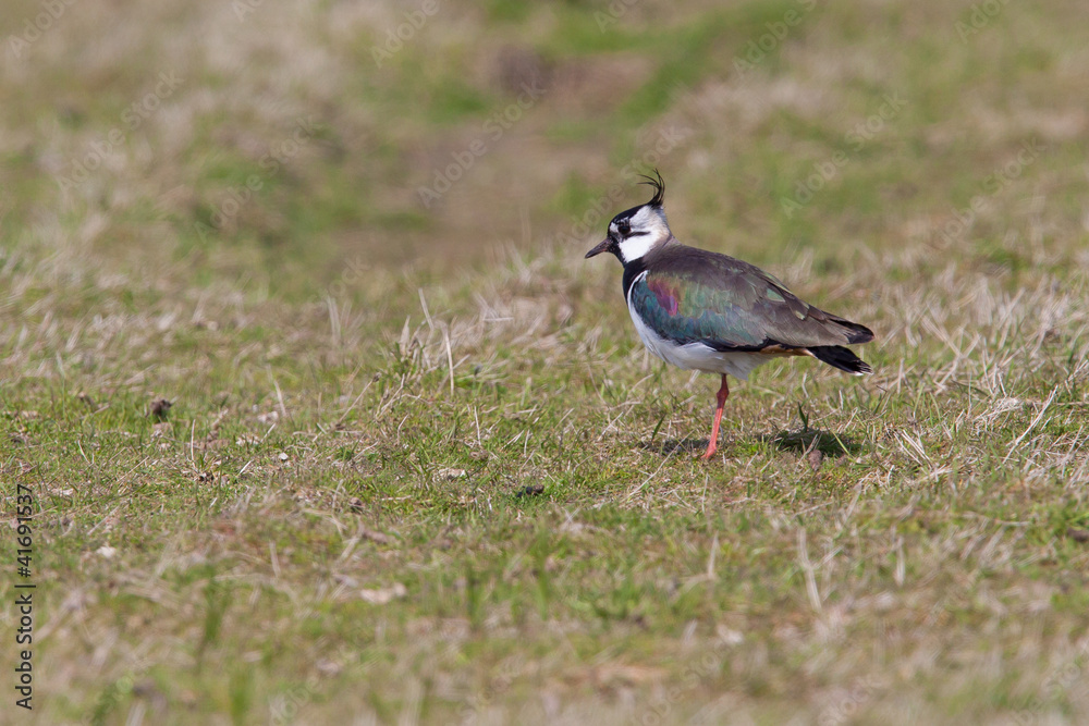 Lapwing in a field Lapwing in a field