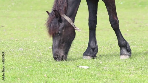 Close-up of a grazing black horse