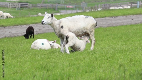 Little lamb drinking milk from its mother