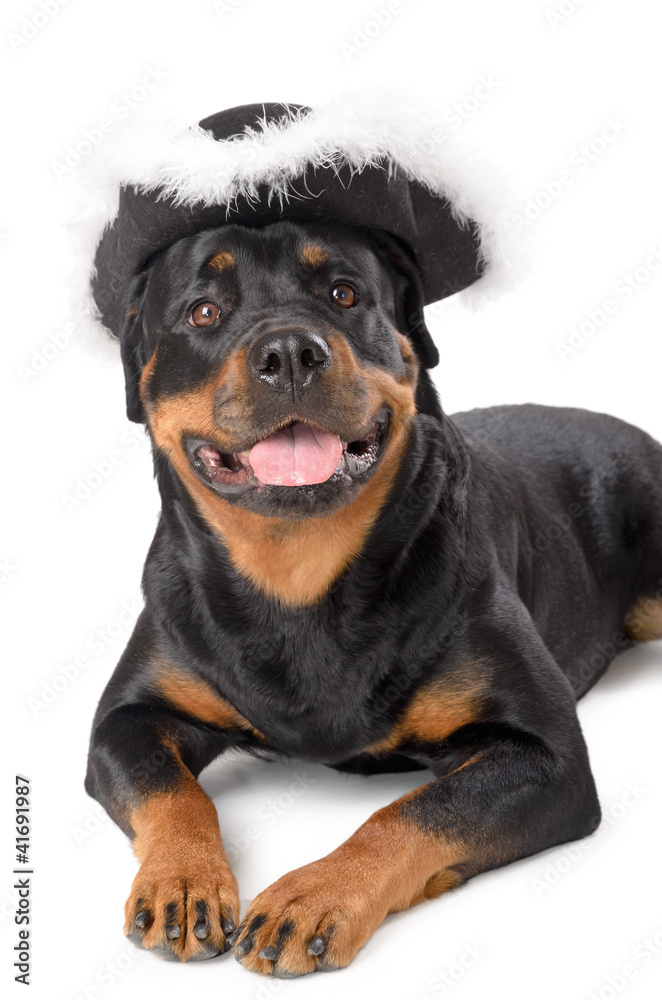 Young pirate Rottweiler
