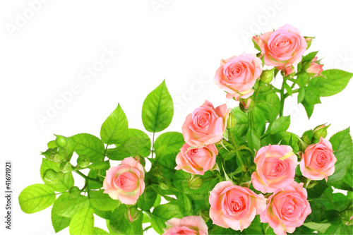Branch of light pink roses © Boroda