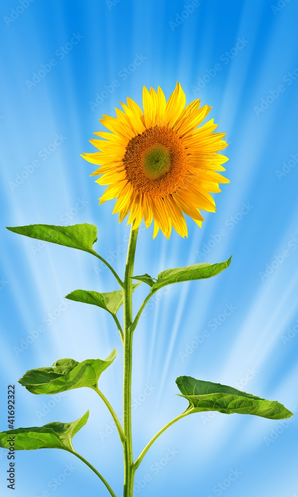 Fototapeta premium Sunflower with stem and leaves