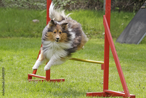 Sheltie im Agility