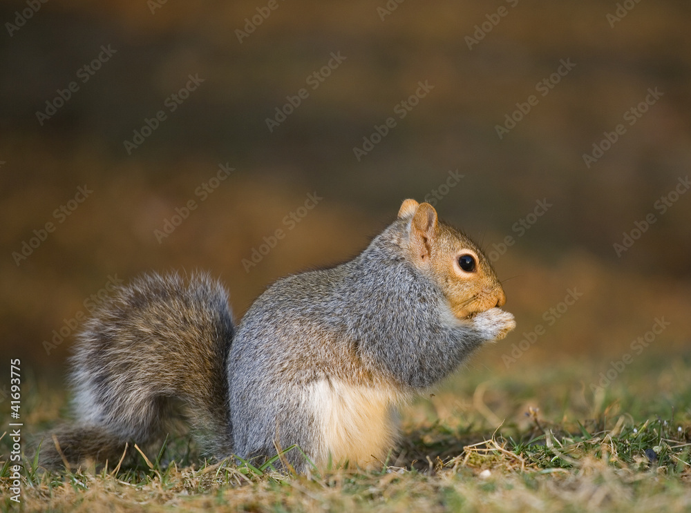 Obraz premium Reverent squirrel