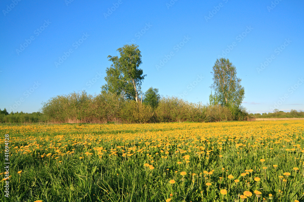 yellow dandelions on spring field yellow dandelions on spring field