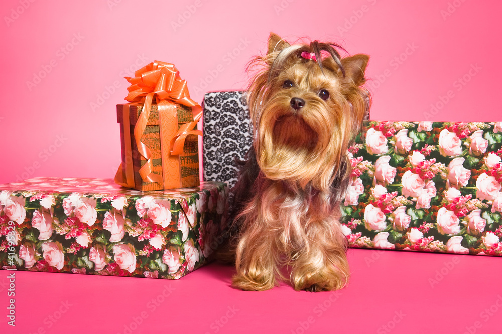 Yorkshire Terrier dog and gifts on pink background Stock Photo