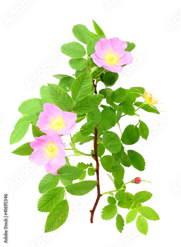 Dog-rose with green leafs and pink flowers