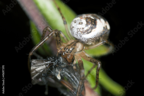 Spider feeding on caught fly, extreme close-up