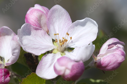 Apple flowers.