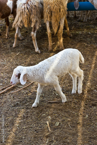 little lambs in a flock