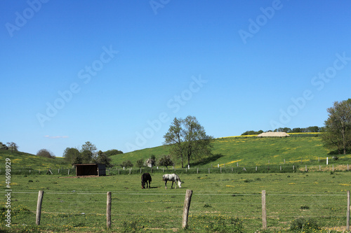 sunny countryside landscape with horses in the spring