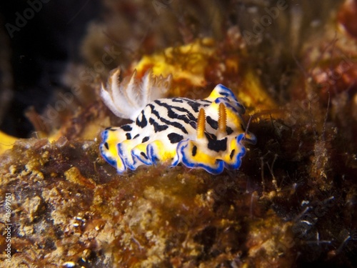 Nudibranch - Hypselodoris maritima