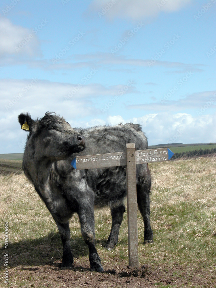 Fototapeta premium Cow and signpost in Doone Valley, Exmoor