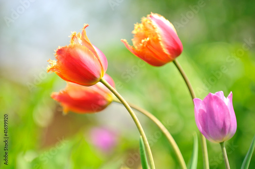 Beautiful Tulips on Flower Bed in the Garden in Spring