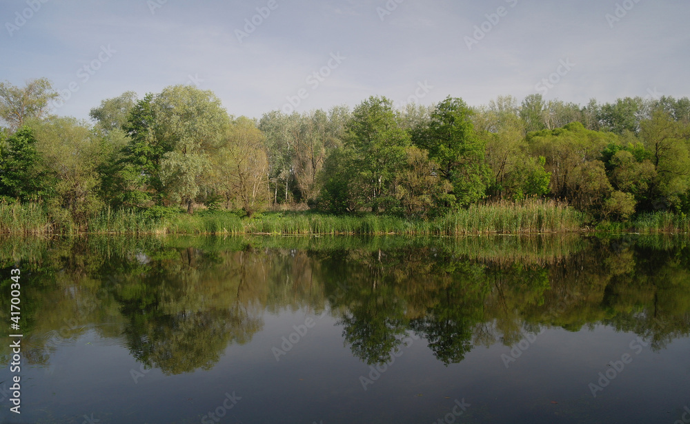 River and spring forest. Nature composition. River and spring forest. Nature composition.