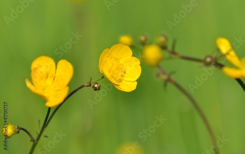 boutons d'or photo