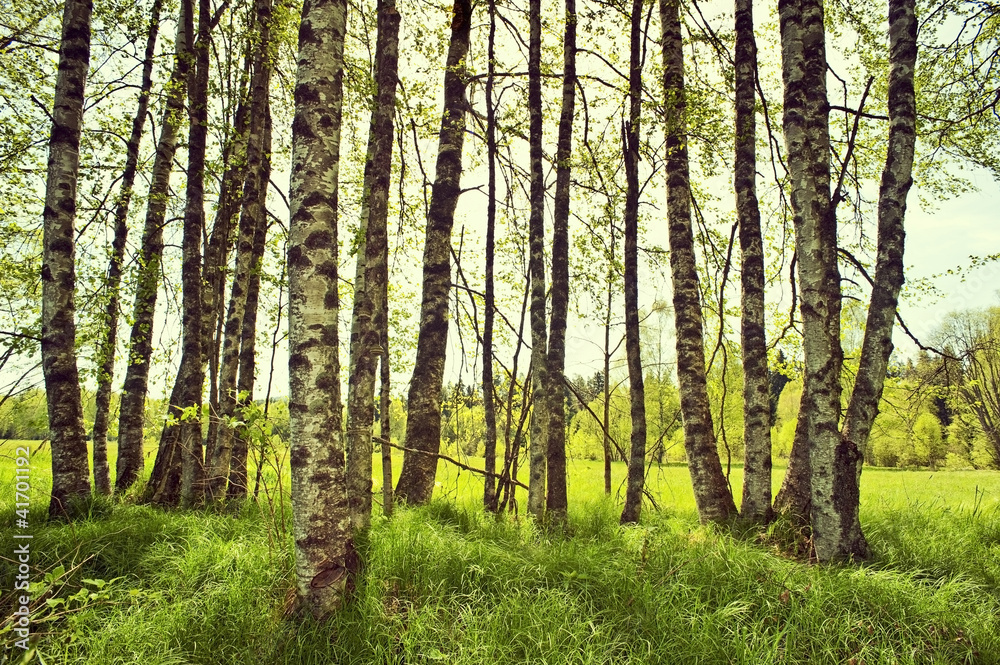 Fototapeta premium spring birch trees on a meadow