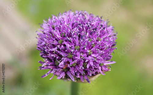 Allium aflatunense-spherical violet flower